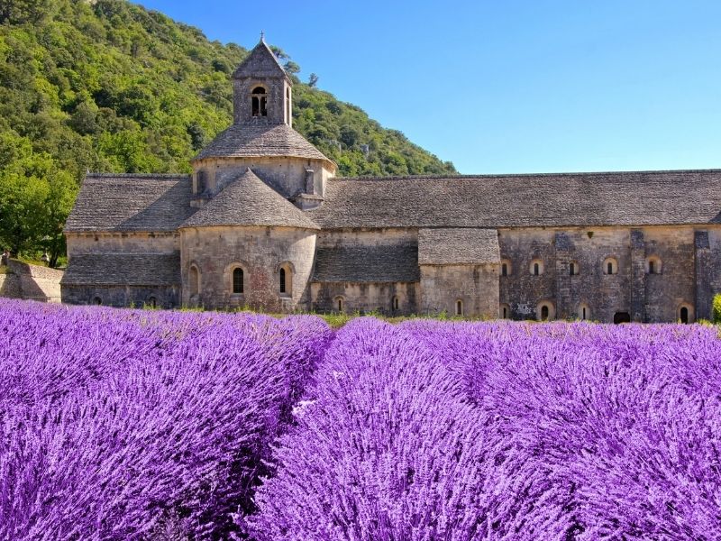 <p>Viaggio Lavanda</p>